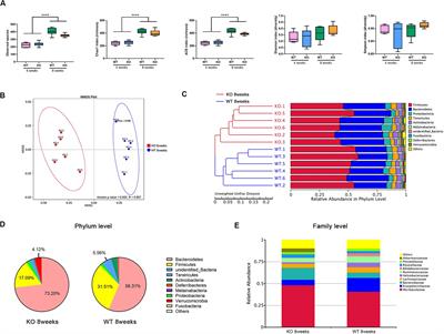The Endogenous Alterations of the Gut Microbiota and Feces Metabolites Alleviate Oxidative Damage in the Brain of LanCL1 Knockout Mice